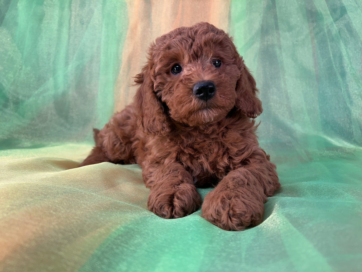 Male F1b Miniature Goldendoodle Puppy for Sale DOB 1-8-2026 $1200